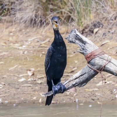 Phalacrocorax carbo (Great Cormorant) at Franklin, ACT - 30 Dec 2019 by Alison Milton