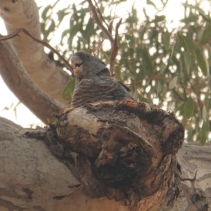 Callocephalon fimbriatum at Red Hill, ACT - suppressed