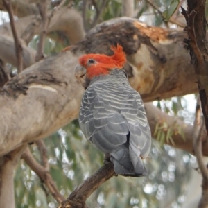 Callocephalon fimbriatum at Red Hill, ACT - suppressed