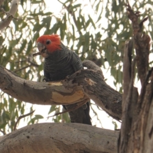 Callocephalon fimbriatum at Red Hill, ACT - suppressed