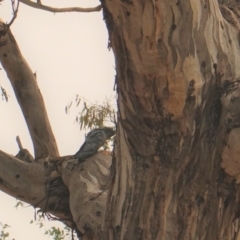 Callocephalon fimbriatum at Red Hill, ACT - suppressed