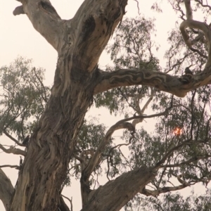 Callocephalon fimbriatum at Red Hill, ACT - suppressed