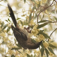 Anthochaera carunculata (Red Wattlebird) at Fowles St. Woodland, Weston - 1 Jan 2020 by AliceH