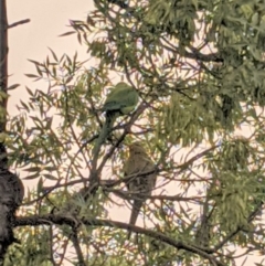 Polytelis swainsonii (Superb Parrot) at Hughes, ACT - 2 Jan 2020 by JackyF