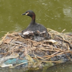 Tachybaptus novaehollandiae (Australasian Grebe) at Federal Golf Course - 2 Jan 2020 by JackyF