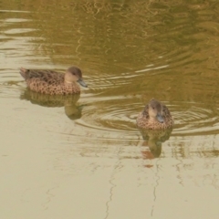 Anas gracilis (Grey Teal) at Hughes, ACT - 2 Jan 2020 by JackyF