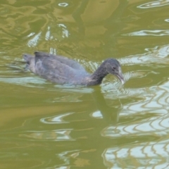 Fulica atra at Red Hill, ACT - 2 Jan 2020