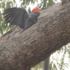 Callocephalon fimbriatum (Gang-gang Cockatoo) at Garran, ACT - 2 Jan 2020 by JackyF