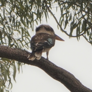 Dacelo novaeguineae at Hughes, ACT - 2 Jan 2020 05:45 PM