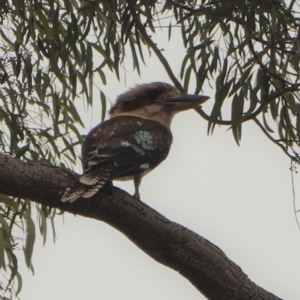 Dacelo novaeguineae at Hughes, ACT - 2 Jan 2020 05:45 PM