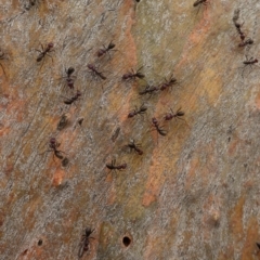 Iridomyrmex purpureus at Hughes, ACT - 2 Jan 2020