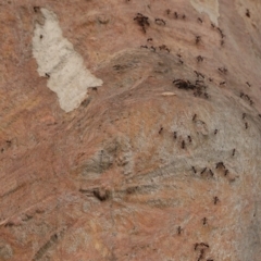 Iridomyrmex purpureus at Hughes, ACT - 2 Jan 2020