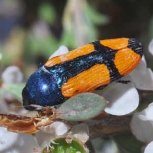 Castiarina skusei at Brindabella, NSW - 2 Jan 2020 03:05 PM