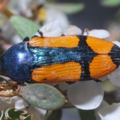 Castiarina skusei at Brindabella, NSW - 2 Jan 2020