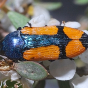 Castiarina skusei at Brindabella, NSW - 2 Jan 2020 03:05 PM