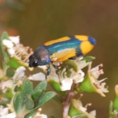 Castiarina skusei at Brindabella, NSW - 2 Jan 2020 03:05 PM