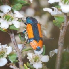 Castiarina skusei at Brindabella, NSW - 2 Jan 2020 03:05 PM