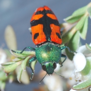 Castiarina scalaris at Brindabella, NSW - 2 Jan 2020