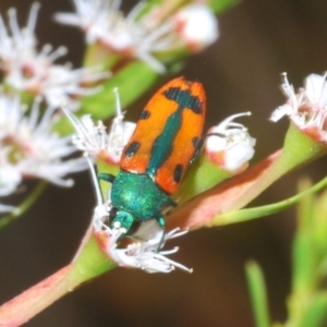 Castiarina scalaris at Brindabella, NSW - 2 Jan 2020