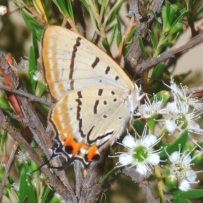 Jalmenus evagoras (Imperial Hairstreak) at Uriarra, NSW - 2 Jan 2020 by Harrisi