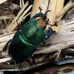 Lamprima aurata (Golden stag beetle) at Sutton, NSW - 31 Dec 2019 by Whirlwind