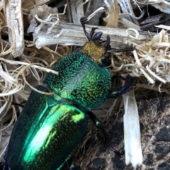 Lamprima aurata at Sutton, NSW - 31 Dec 2019