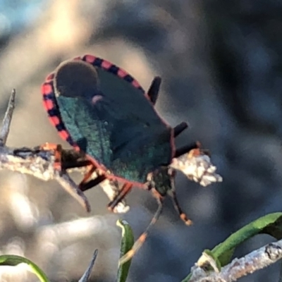 Notius depressus (Shield bug) at Sutton, NSW - 30 Oct 2018 by Whirlwind