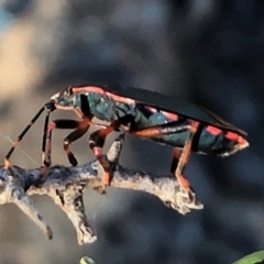 Notius depressus at Sutton, NSW - 30 Oct 2018