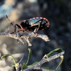 Notius depressus at Sutton, NSW - 30 Oct 2018