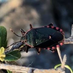 Notius depressus at Sutton, NSW - 30 Oct 2018