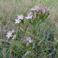 Centaurium sp. (Centaury) at Alpine, NSW - 22 Nov 2017 by JanHartog