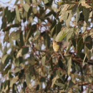 Smicrornis brevirostris at Cook, ACT - 3 Jan 2020