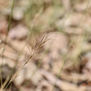 Anthosachne scabra at Weston, ACT - 3 Jan 2020