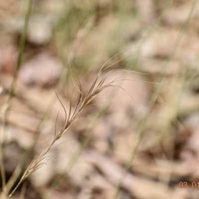 Anthosachne scabra (Common Wheat-grass) at Fowles St. Woodland, Weston - 3 Jan 2020 by AliceH