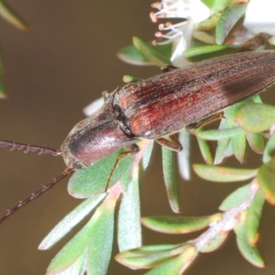 Elateridae (family) (Unidentified click beetle) at Bimberi Nature Reserve - 2 Jan 2020 by Harrisi