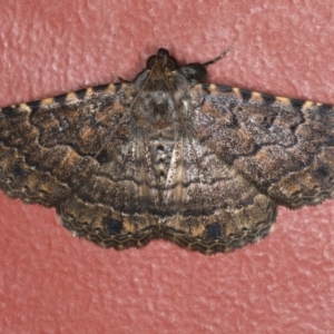 Diatenes aglossoides at Ainslie, ACT - 1 Jan 2020