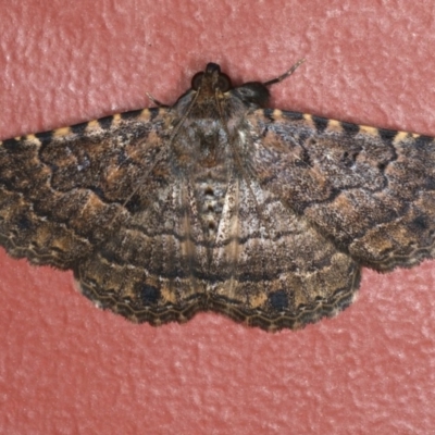 Diatenes aglossoides (An Erebid Moth) at Ainslie, ACT - 1 Jan 2020 by jbromilow50