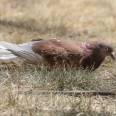 Columba livia (Rock Dove (Feral Pigeon)) at Barton, ACT - 6 Dec 2019 by AlisonMilton