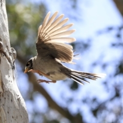 Manorina melanocephala (Noisy Miner) at Barton, ACT - 6 Dec 2019 by Alison Milton