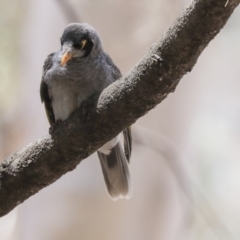 Manorina melanocephala at Barton, ACT - 6 Dec 2019