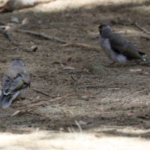 Manorina melanocephala at Barton, ACT - 6 Dec 2019