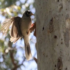 Manorina melanocephala at Barton, ACT - 6 Dec 2019