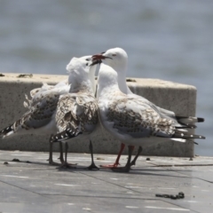 Chroicocephalus novaehollandiae (Silver Gull) at Parkes, ACT - 6 Dec 2019 by AlisonMilton