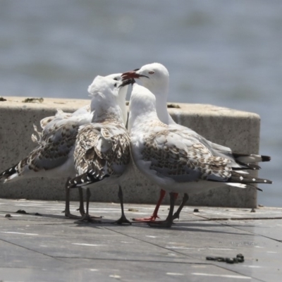 Chroicocephalus novaehollandiae (Silver Gull) at Parkes, ACT - 6 Dec 2019 by AlisonMilton