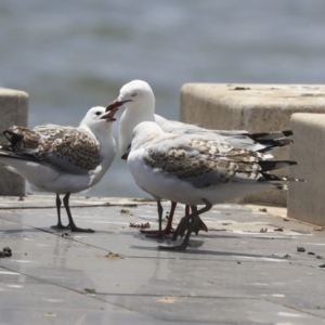 Chroicocephalus novaehollandiae at Parkes, ACT - 6 Dec 2019