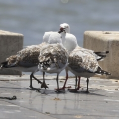 Chroicocephalus novaehollandiae at Parkes, ACT - 6 Dec 2019