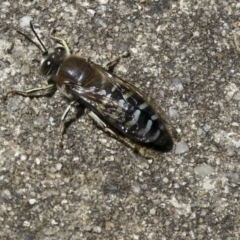 Bembix sp. (genus) (Unidentified Bembix sand wasp) at Acton, ACT - 18 Nov 2019 by AlisonMilton