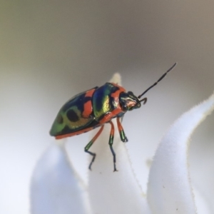 Scutiphora pedicellata at Acton, ACT - 18 Nov 2019 02:05 PM