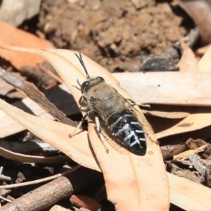 Bembix sp. (genus) at Acton, ACT - 18 Nov 2019