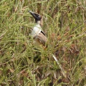 Philemon corniculatus at Bonython, ACT - 3 Jan 2020